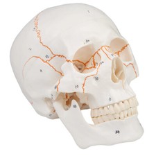 Dental Human Skull Model