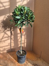 Standard bay tree laurus - |,