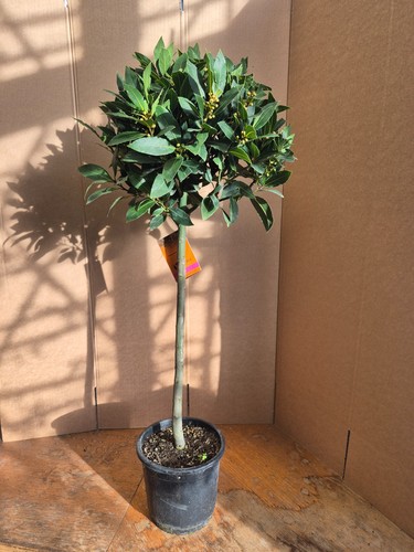 Standard bay tree laurus - bay,