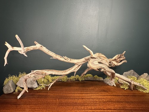 Large manzanita - large,