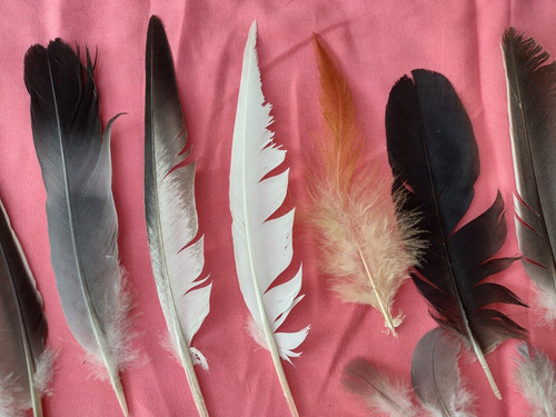 Natural feathers free - natural,