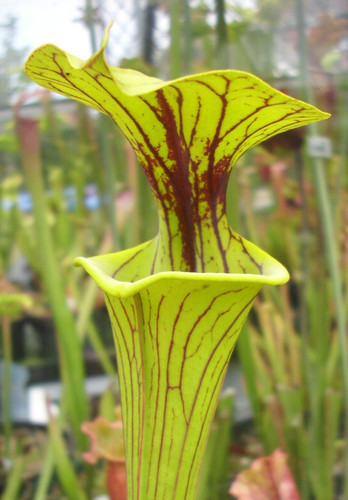 Sarracenia flava ornata - sarracenia,