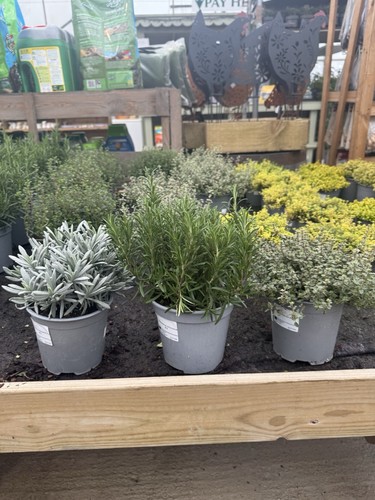 Large herb plants - plants, –