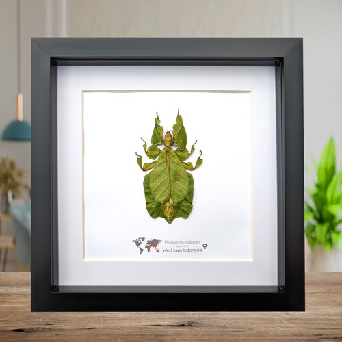 Framed green leaf - , insect