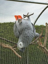 Aviary Mesh | Aviary Enclosure