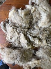 Icelandic fleece, Raw unwashed, unskirted, 0.7 lbs