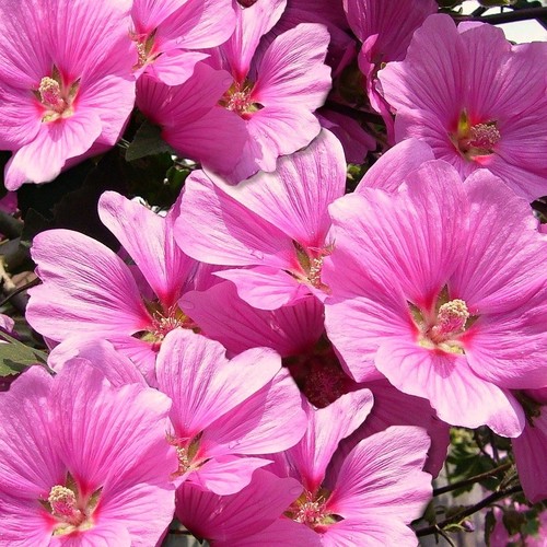 Lavatera trimestris rose - lavatera, trimestris,
