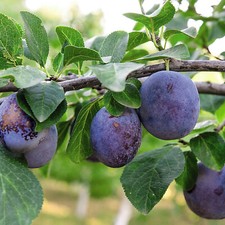 Suttons Potted Dwarf Plum Fruit Tree Ideal for Small Gardens & Patios Containers
