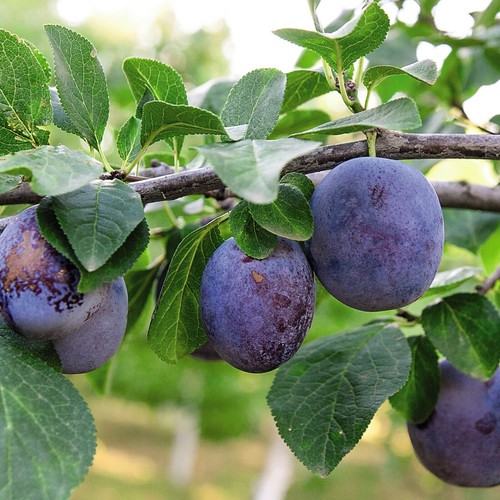 Suttons potted dwarf plum - suttons,