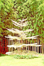 RARE. Wedding cake tree