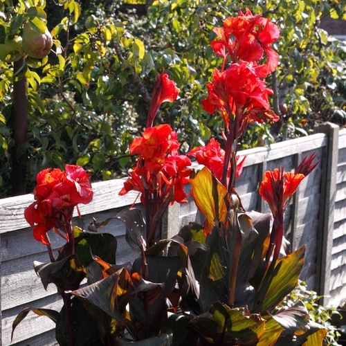 Canna tropicanna black - tropicanna,