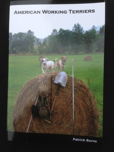 Working terriers hunting - working,