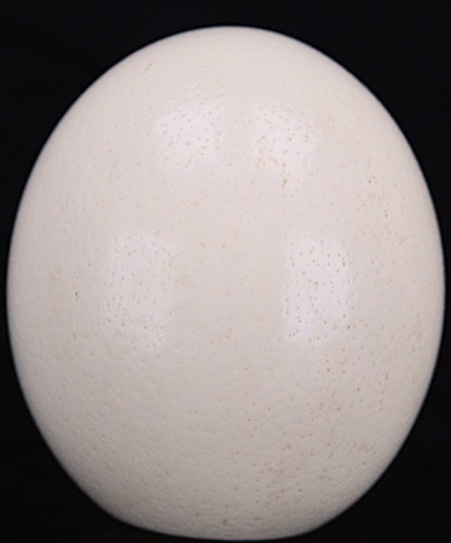 Genuine ostrich egg - genuine,