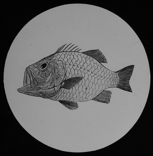 Antique magic lantern slide - antique,