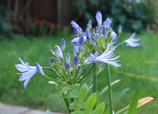 Agapanthus Charlotte Dwarf African Lily  9cm Pot Compact growth habit