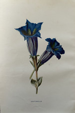 Antique Botanical Print