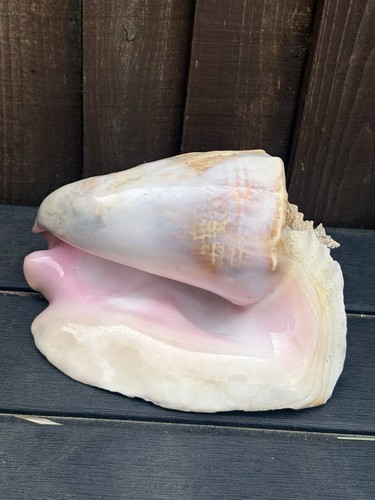 Large aliger gigas pink - large,