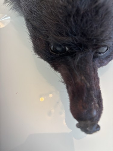 Full body vintage fox - full, fur