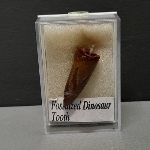 Fossil dinosaur tooth solid - dinosaur,