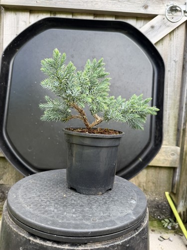 Juniper bonsai tree - tree,