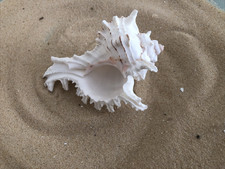 1 Large 9cm Murex Ramose Spikey Sea Shell natural aquarium fish tank air plants