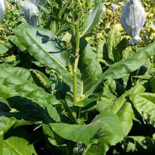 Virginia Bright Leaf Tobacco
