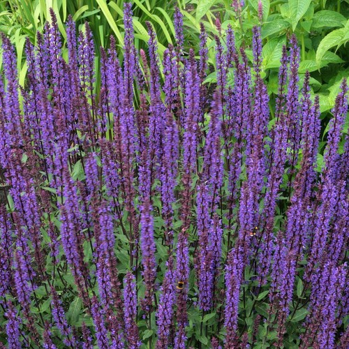 Salvia nemerosa caradonna - salvia,