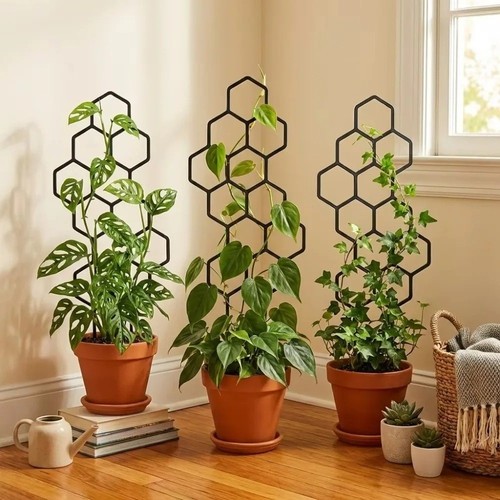Pack honeycomb plant - 2-pack,