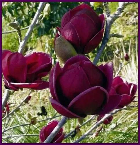 Magnolia tree plant - magnolia,
