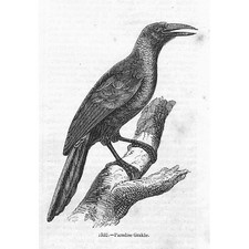 BIRDS Paradise Grackle - Antique Print 1856