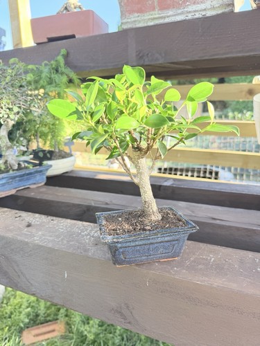 Ficus bonsai tree - ficus,