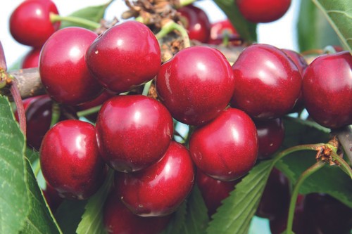 Suttons sweet cherry - suttons,