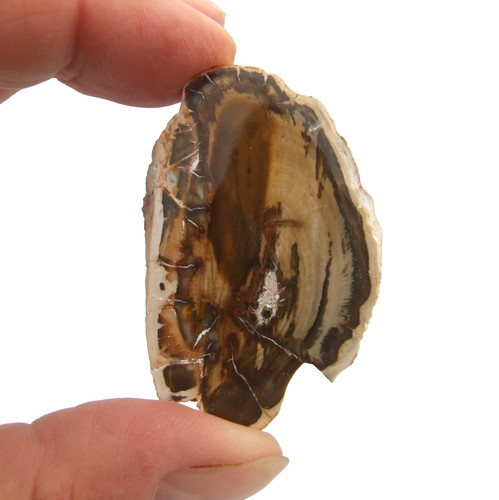 Fossil petrified wood slice - fossil,