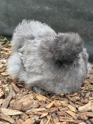 Free range blue silkie eggs - 6,