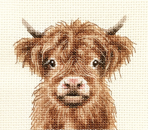 Highland cow calf - cow,