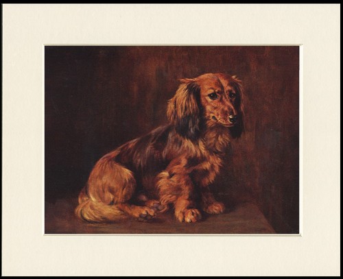 Dachshund dog art print - art,