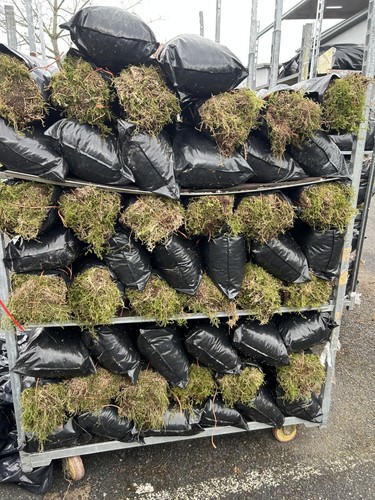 Moss fresh sphagnum - ,
