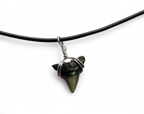 Fossil bull shark tooth - shark,