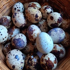 12 Japanese Coturnix Quail Eggs. 