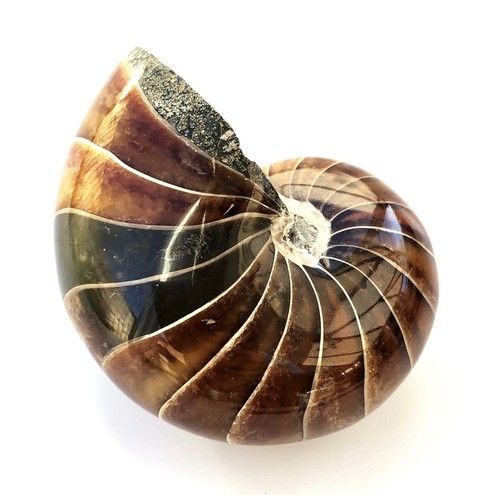 Fossil nautilus best grade - nautilus,