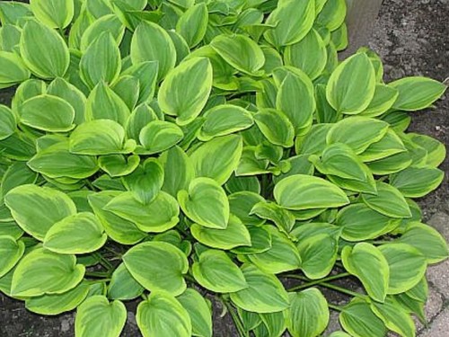 Hosta golden tiara pot - hosta,