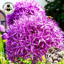 Allium Bulbs Purple Sensation 10 LARGE Spring Flowering Perennials garden plants