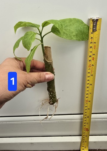 Brugmansia rooted single - rooted,