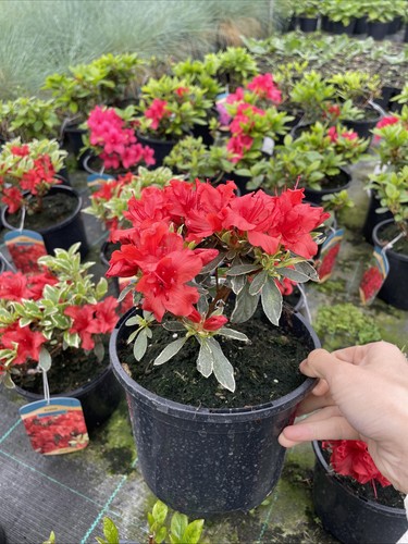 Azalea japonica hot shot - japonica,