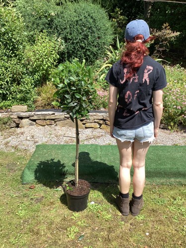 Laurus nobilis lollipop bay - laurus,
