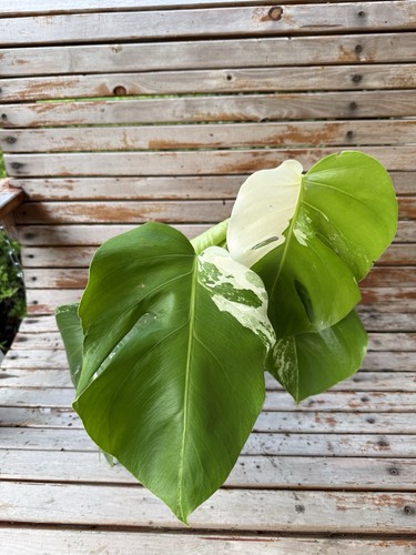 Monstera albo inch - inch, pot