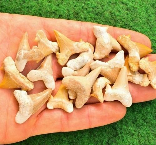 Real shark tooth fossil - real,