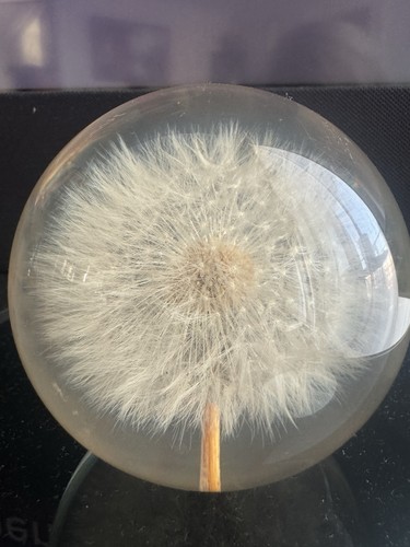 Dandelion flower resin - dandelion, hafod