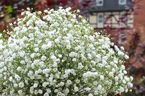 250 baby breath snowflake - 250,