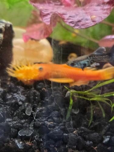 Inch blue eye lemon - ,